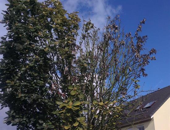 Anfrage UKKNA: Unterstützung zur Bewässerung des Stadtgrüns durch FW Ratingen