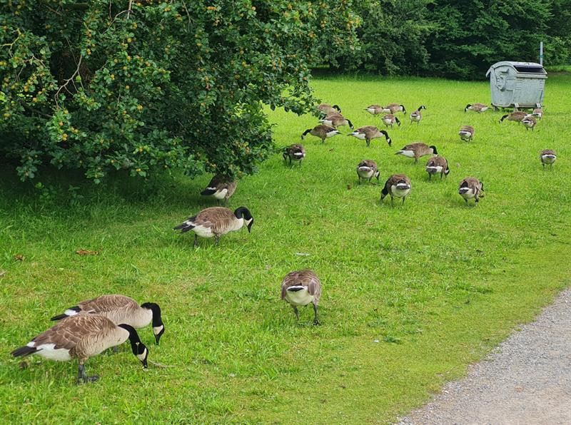 Antrag zur Regulierung des Bestandes von Kanadagänsen im Erholungspark Volkardey