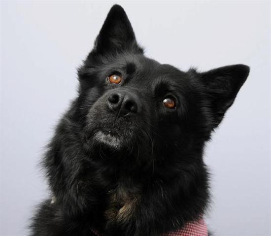 Eingezäuntes Hundeauslaufgebiet in Ratingen-West