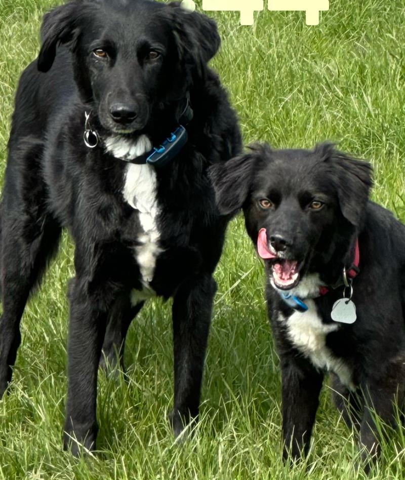 Haushaltsantrag zur Hundesteuer