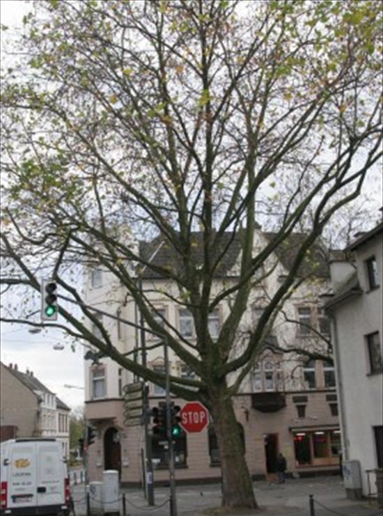 Platane Bechemer-Straße/Karl-Theodor-Straße